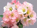 ボケの花