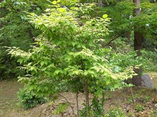 ナツハゼの木（6月撮影）