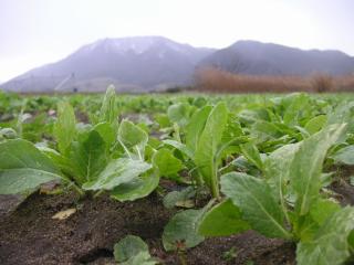 角田山と農地