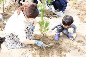 クロマツの植樹