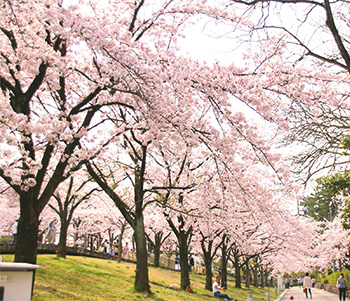 春の桜