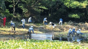 西池の環境保全活動の様子