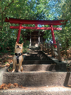 ひっそりと佇む神社