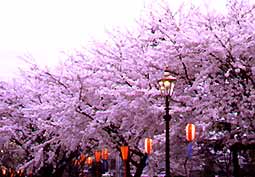 桜並木