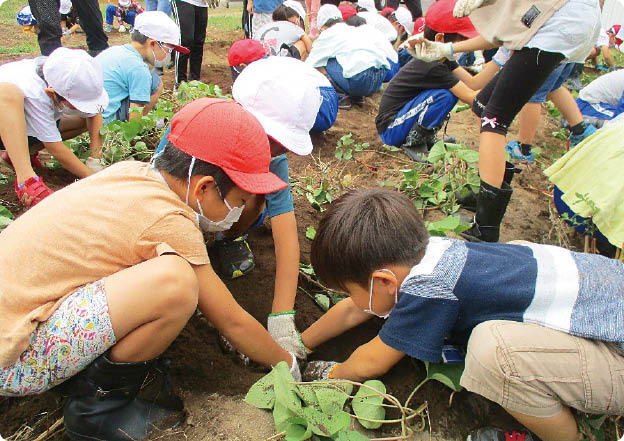 木崎小学校 しるきーもの収穫