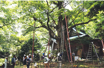 「高森の大ケヤキ」研修会の様子