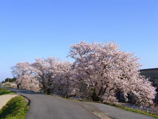 木津 小阿賀野川沿いの桜