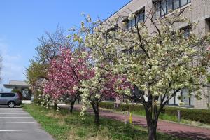 江南区役所　南側駐車場の桜