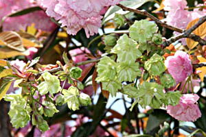 北山池公園の桜　御衣黄（ぎょいこう）の写真