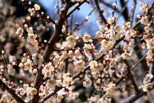 梅の花の写真