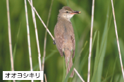 オオヨシキリの写真