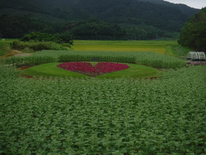 上堰潟公園ひまわりの状態(8月7日)