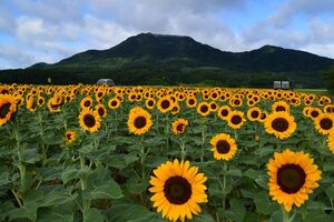 ひまわりの状態（8月13日）