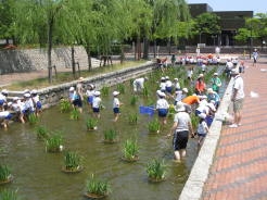 NPO法人「堀割再生まちづくり新潟」－新潟小学校の児童と堀清掃の様子