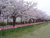 やすらぎ提の桜とチューリップ