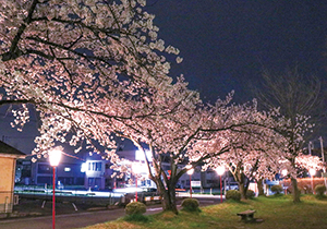 ライトアップされた夜桜の写真