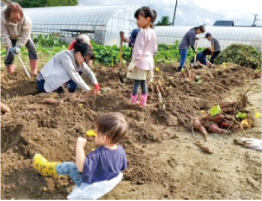 親子で芋ほりをしている写真