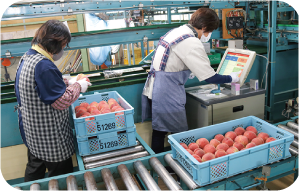 職員が桃を箱に入れる写真