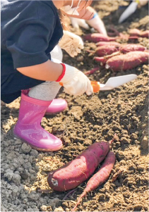 長靴をはき、スコップを持った子どもがサツマイモ掘りをしている写真