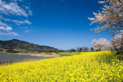 上堰潟の菜の花