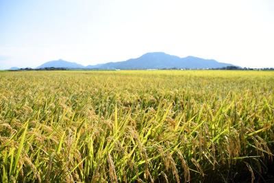 田園風景の画像