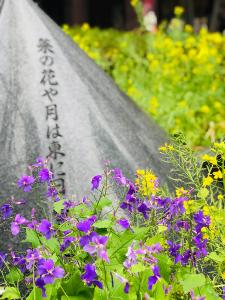 すみれの花