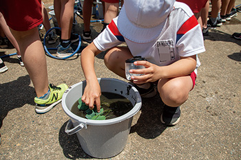 赤塚小学校　ハス復活プロジェクト