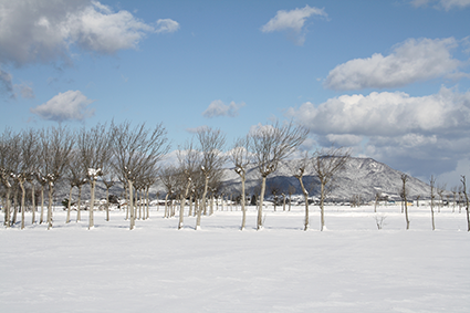 夏井のはざ並木（1月）