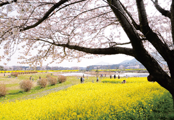 角田山と菜の花も美しい