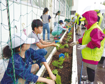 ゴーヤの植え付け（早通南小学校）