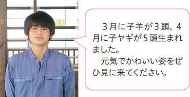 3月に子羊が3頭、4月に子ヤギが5頭生まれました。　元気でかわいい姿をぜひ見に来てください。