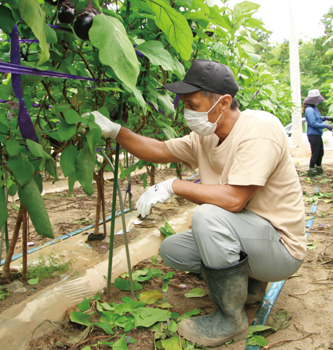 ナスや長ネギなど複数品目の野菜を栽培し、年間を通じて出荷