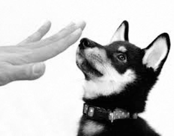 犬の飼い方相談会