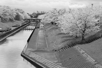 桜遊歩道公園