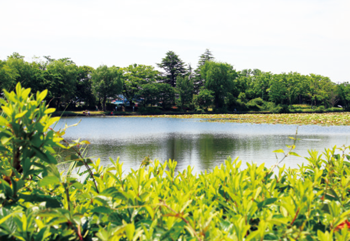 桜の名所でもある北山池公園