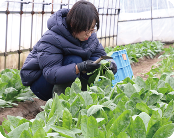 冬場はビニールハウスでホウレン草を栽培。手作業で丁寧に収穫