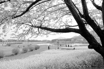 角田山と菜の花も美しい