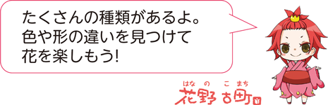 たくさんの種類があるよ。色や形の違いを見つけて花を楽しもう!